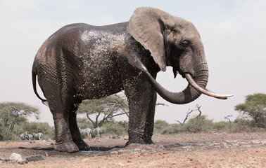 Fototapeta premium A close up of a single large Elephant (Loxodonta africana) in Kenya. 