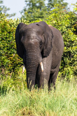 Fototapeta premium Wild african elephant close up, Botswana, Africa