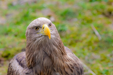 young and fluffy eagle with yellow beak wild predator bird portrait