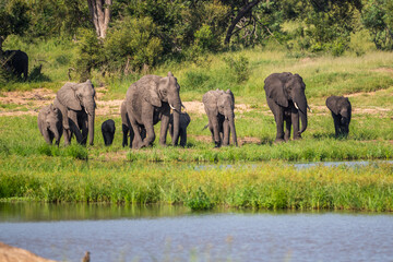 Obraz premium Wild african elephant close up, Botswana, Africa