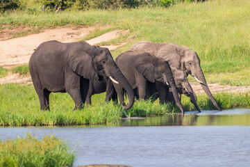 Wild african elephant close up, Botswana, Africa