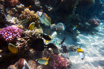 Fototapeta na wymiar coral reef in Egypt, Makadi Bay