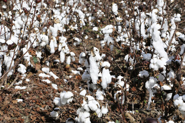 Closeup of a field of cotton bushes crops in Queensland, Australia