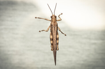 Locust isolated on a white background. Side view. Macro.