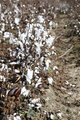 Closeup of a field of cotton bushes crops in Queensland, Australia