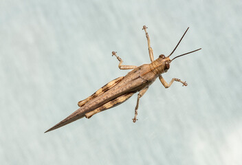 Locust isolated on a white background. Side view. Macro.