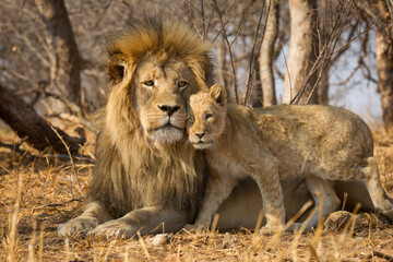 Horizontal portrait of male lion with big mane and a lion cub standing next to him in Kruger National Park South Africa