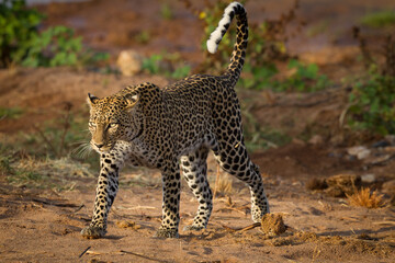 One adult leopard walking in the bush with tail up and sunlight reflecting in its eyes in Samburu Kenya