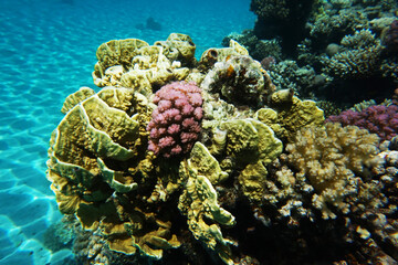 coral reef in Egypt, Makadi Bay