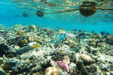 coral reef in Egypt, Makadi Bay
