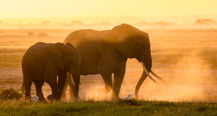 Naklejka na ściany i meble Elephant female and a juvenile elephant walking together in Amboseli National Park in Kenya