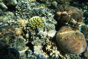 coral reef in Egypt, Makadi Bay