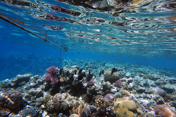 coral reef in Egypt, Makadi Bay