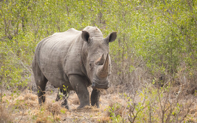 One adult white rhino standing alone surrounded by green bush in Kruger Park South Africa