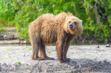 Ruling the landscape, brown bears of Kamchatka (Ursus arctos beringianus)