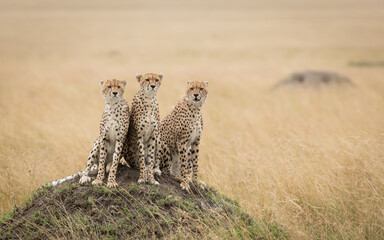 Three adult cheetah brothers sitting on termite mound in Masai Mara Kenya