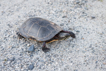 painted turtle in Vermont