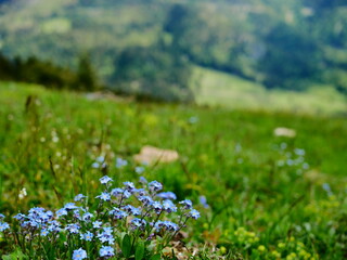 Bayerischer Enzian blüht blau in den Alpen auf einer Bergwiese