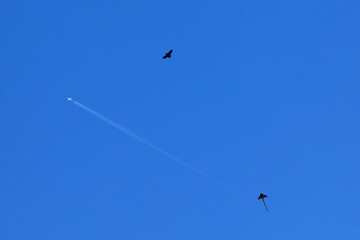 Airplane, kite and eagle simultaneously in the air