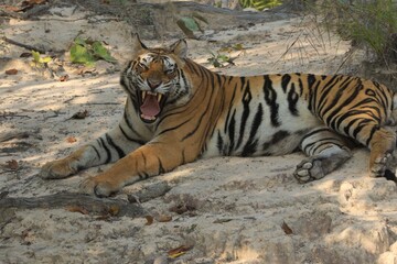 tiger in the wild