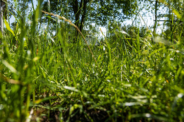 Green grass from a small perspective, shallow depth of field, selective focus
