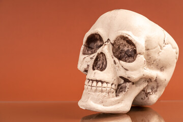 Artificial human skull on a colored background.
