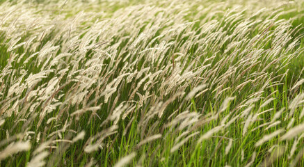 Field of beautiful grass during sunset