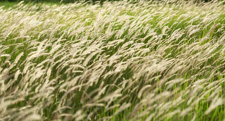 Field of beautiful grass during sunset