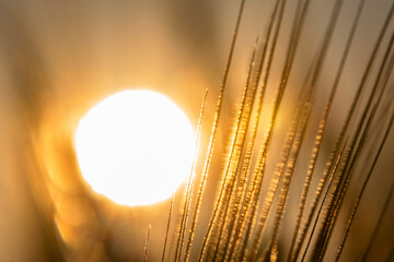Sun © Bogdan