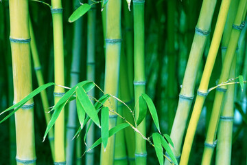 Bamboo trunk background, natural background of Asian forest. Bamboo trees in garden. Green bamboo stems