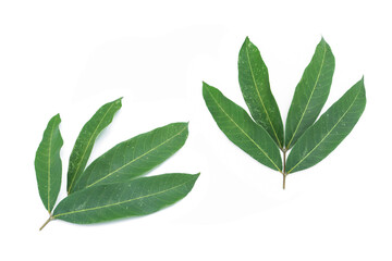 Longan leaves isolated on white background.The tropical fruit tree is ripe and has a sweet taste.