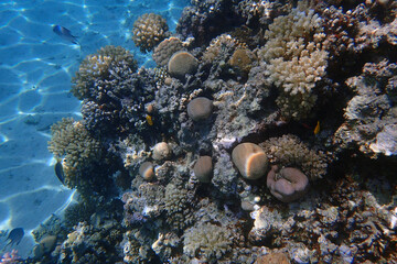 coral reef in Egypt, Makadi Bay