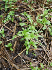 Straw coriander 