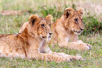 Fototapeta na wymiar Curious Lion Cubs in the grass of the savanna