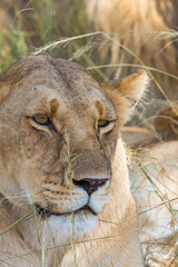Close-up of a lioness resting in the grass