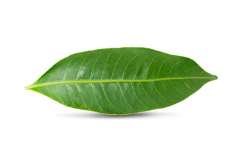 Fototapeta na wymiar green leaf an isolated on white background.