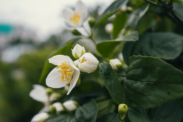  white small jasmine flower on the bush in the garden
