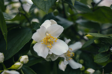 Obraz na płótnie Canvas white small jasmine flower on the bush in the garden