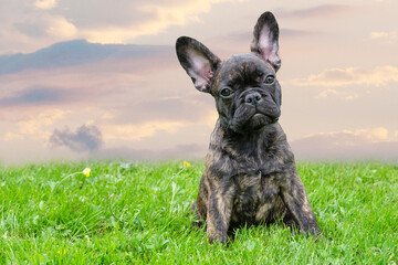 An adorable brown and black brindle French Bulldog Dog puppy, against a dramatic sky background, composite photo