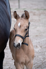 Obraz premium Close-up of a little brown foal,horse standing next to the mother, during the day with a countryside landscape