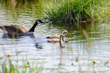 Canada goose with newly hatched chicks, swimming in the water, soft yellow chicks