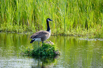 Canada Goose on her nest with two recently hatched chicks, A nest built on the water, soft yellow goslings