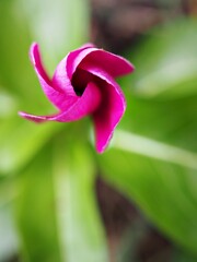 Closeup pink petals of periwinkle madagascar flower plants in garden with bright green blurred background ,macro image ,sweet color for card design