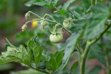 Green tomato matures in garden. Farm vegetable greenhouse