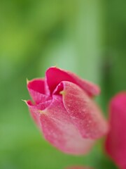 Closeup macro petals of pink periwinkle madagascar flower in garden with green blurred background, sweet color ,soft focus for card design