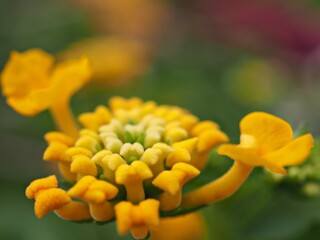 Closeup macro petals of yellow west indian lantana camara flower plants in garden with green blurred background ,soft focus , sweet color for card design