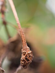 Closeup macro dry leaf of plant in garden with blurred background ,dead leaves in nature , soft focus ,sweet color for card design