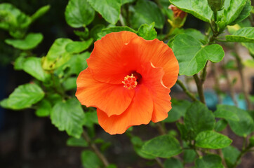 Fototapeta premium Orange hibiscus flowers that are blooming in the sun
