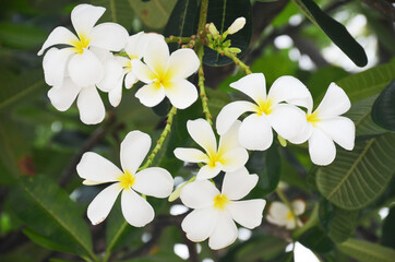 Fototapeta na wymiar There are many types of Frangipani flowers. Some people believe that Frangipani should not be planted in the house because it is believed to be inauspicious.