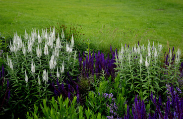 Compact, undemanding, medium-high perennial. Unusual, pure white flowers that are also suitable for...